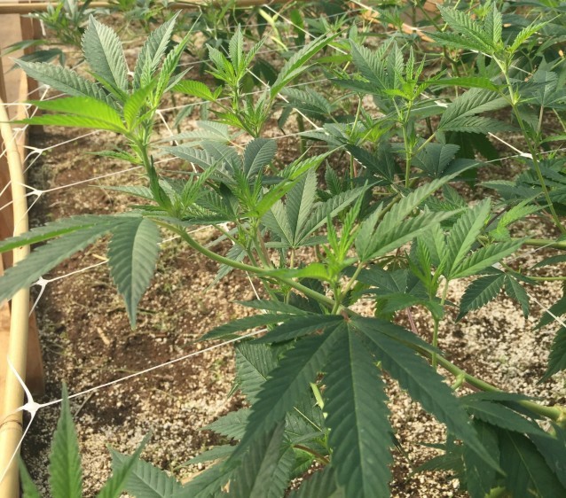 Cannabis plants growing inside the greenhouse at SoFresh