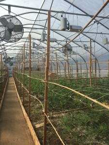 Inside the greenhouse at SoFresh in Canby, Oregon